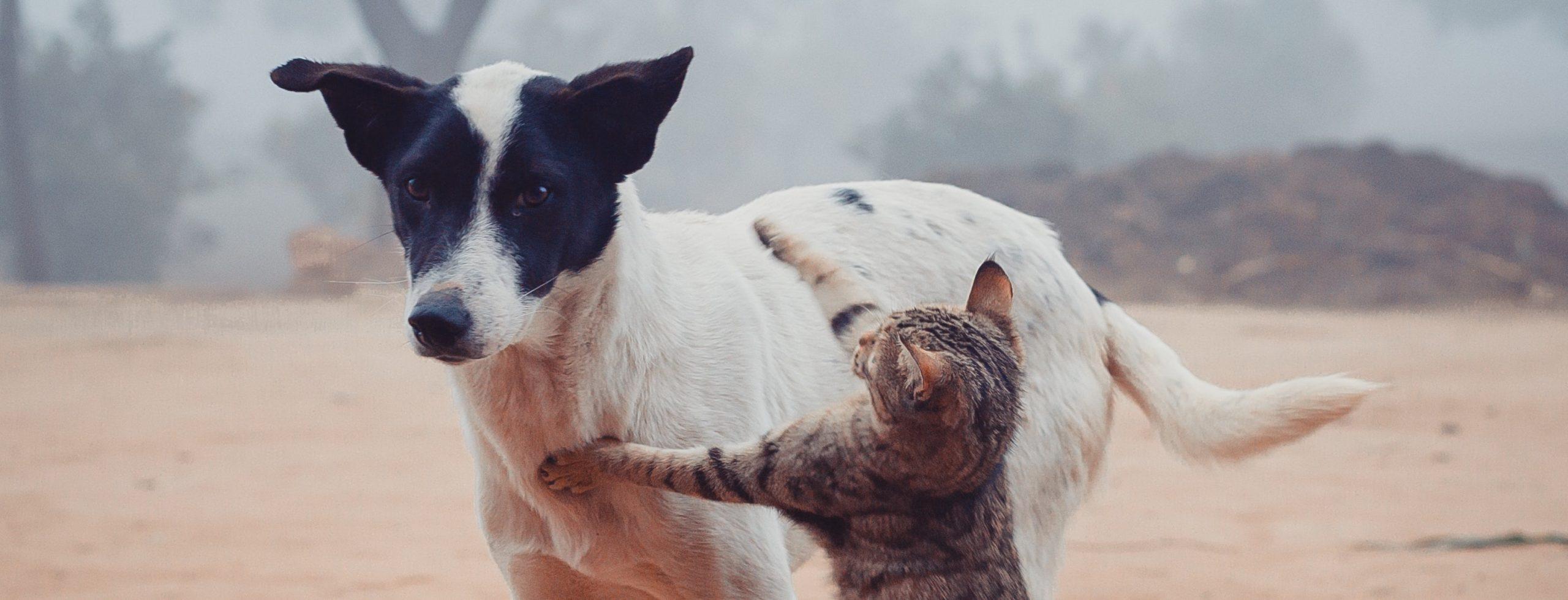 Aggression In Dogs Natural Healing Two Legs and Four Holistic Health