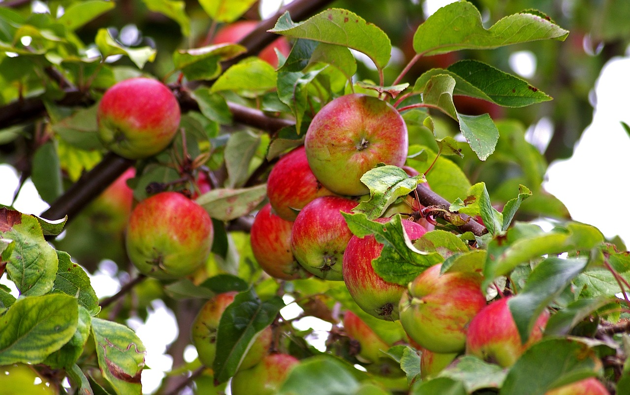 apple tree apple tree