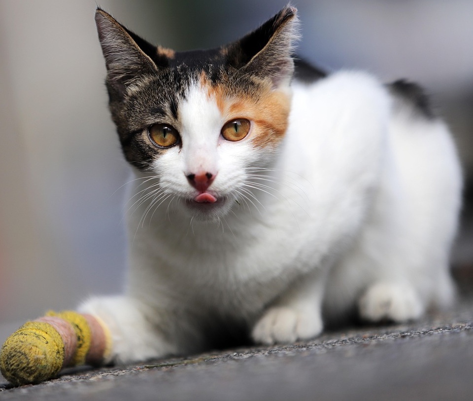 cat injury cat injury